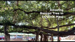 Banyan tree in MAUI Prefire shorts Amazing Hawaii [upl. by Esela]