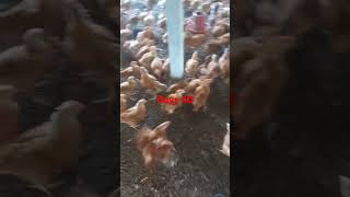 Farm management days 40 days farmmanagement chicken poultrydays [upl. by Baram]