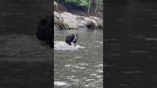 わんこ記録 わんこ わんちゃん ボー・ダーコリー 中型犬 川遊び 飛び込み練習 いつも舌はみ出てる 愛犬 かわいい 愛くるしい 犬 [upl. by Dearden]