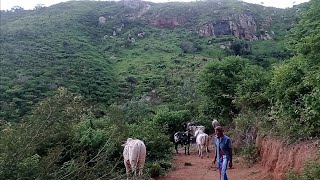 Seu ARLINDO me chama para irmos procurar a sua NOVILHA 🐂 no MATO Vejam o vídeo [upl. by Baniez912]