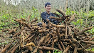 Harvesting Cassava Root Goes to the market to sell  Clean up around the farm to celebrate Tet [upl. by Repard971]