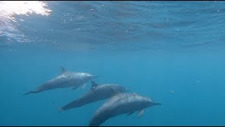 Kuredu Island Resort 2019 Maldives Snorkeling filmed on GoPro Hero 7 Black Edition [upl. by Nivac]