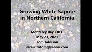 White Sapote in Northern California [upl. by Ahsitra]