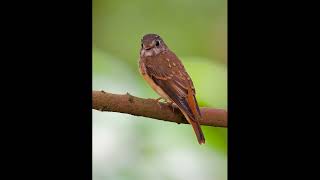 FlyCatchers in Singapore Botanic Garden with Olympus 150600mm [upl. by Lowndes571]