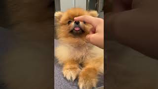 My Dog Nose Is Pure Cuteness 🐾 🐽🐽🤣🤣🐶🐶🩷🩷 pomeranian foryouuu puppy [upl. by Ateval201]