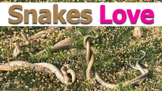 Two Snakes Making Love  Snake Love Video  Snake Meeting  Snakes Making Love  Snake Lovers Snake [upl. by Mavra798]