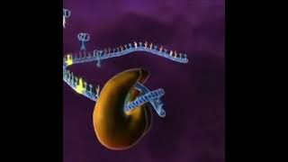 DNA replication animation video 🧬 [upl. by Amikat12]