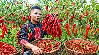 Fathers Spice in Meal Harvest Chilies to Make Spicy Bamboo Shoot  Live with nature  Ly Trung Thu [upl. by Adelind]