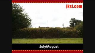 Japanese Knotweed  The Dangers [upl. by Naej]