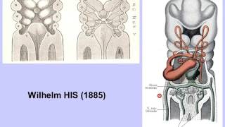 embryologie du tube digestif partie 1 [upl. by Ahsil695]