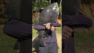 TAMBACU GIGANTE DE 30kg NO PESQUEIRO 3 IRMÃOS 🔥🔥🔥 [upl. by Audley]