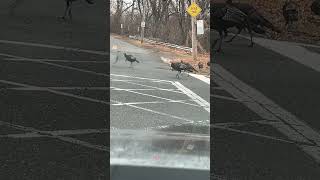 Roaming These Streets yonkersnewyork westchestercounty newyorkdiaries turkeys wildlife love [upl. by Kylie971]