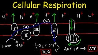 Cellular Respiration [upl. by Lobell]