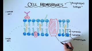 Cell Membranes [upl. by Ahsekram]