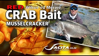 RED Crab Bait for Musselcracker by Wikus vd Merwe JACITA Bait amp Tackle [upl. by Edra593]