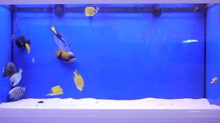 Butterflys Angelfish amp Tangs [upl. by Procto]