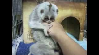 Slow Loris loves [upl. by Anitsrihc]