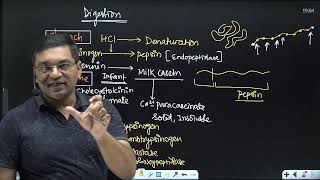 Digestion and absorption of proteins and disorders [upl. by Edieh]