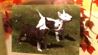 Como Adiestrar a un Bull Terrier  Secretos para Entrenar a un Bull Terrier [upl. by Yrehcaz]