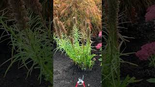 Liatris cutback you decide on timing perennials landscaper gardening plants gardening [upl. by Weihs382]