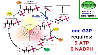 Photosynthesis Light Reactions and the Calvin Cycle [upl. by Einrae240]