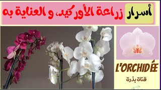 الأوركيد والعناية به  كيف نعتني بزهرة الاوركيد بشكلٍ صحيح؟ Orchid Care [upl. by Aymahs]