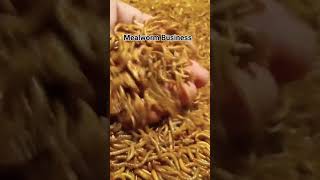 Mealworm farming 03044030449 [upl. by Tapes209]