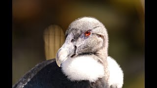 Largest flying bird in the world  ANDEAN CONDOR [upl. by Asert]