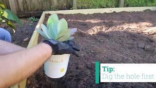 How to Plant Desert Escape Cacti and Succulents  Costa Farms [upl. by Haduhey]