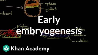 Early embryogenesis  Cleavage blastulation gastrulation and neurulation  MCAT  Khan Academy [upl. by Cornelie]