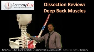 Dissection Review Deep Back Human Anatomy [upl. by Dich]