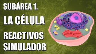 Guia EXANI II MÓDULO DE BIOLOGIA – LA CÉLULA SUBÁREA 1  Reactivos Simulador [upl. by Yasmin]