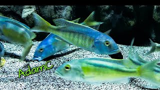 STUNNING BUCCOCHROMIS LEPTURUS GREEN GROUP THE MOST RARE AFRICAN CICHLID [upl. by Brianne60]