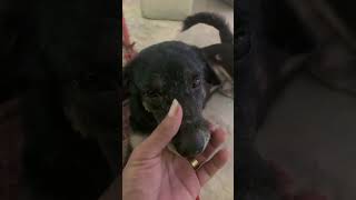 Dogs 🐕 Cute 🥰 doglover dogs animals funnykiki petowner dogowner [upl. by Sidhu526]