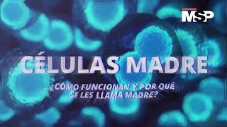 Células madre ¿Cómo funcionan y por qué se les llama madre  EspecialMSP [upl. by Graeme]