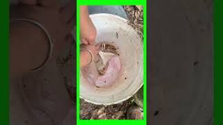 TECHNIQUE OF SCRAPING THE BARK TO RECEIVE TREE SAP PART 23 asmr farming caosu [upl. by Pammie]