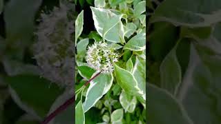 Sambucus Nigra Variegated Elderberry [upl. by Sloane]