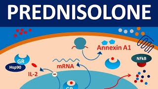 Prednisolone  Mechanism side effects precautions amp uses [upl. by Ahon317]