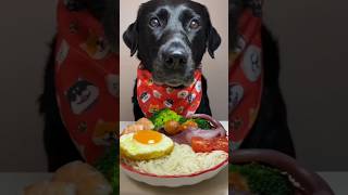 quotLabradors First Fine Dining Experience – Hilarious Reaction 🐶🍴quot [upl. by Eirtemed607]