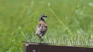 Bobwhite Quail sings and flies away [upl. by Turnheim244]