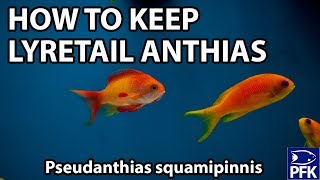 THE EASIEST ANTHIAS TO KEEP [upl. by Packer161]