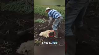 Ele ENTERROU seu CACHORRO VIVO cachorro pets amor animais viralvideo curiosidades shorts [upl. by Biddle]