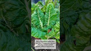 🥬 Swiss Chard is a fastgrowing green thats very adaptable both heat and cold tolerant chard [upl. by Fayola580]