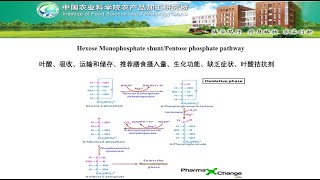 Pentose Phosphate Pathway Shunt [upl. by Ziegler]