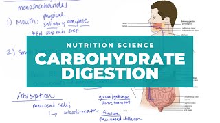 The Basics of Carbohydrate Digestion [upl. by Ainatnas]