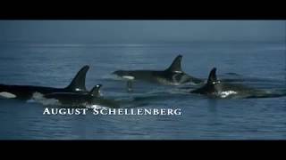 Free Willy 1993  Willys Soulmate Scene 410  Movieclips [upl. by Giguere864]