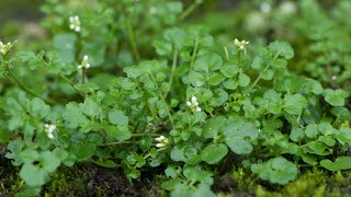 Hairy bittercress otherwise known as Flickweed Cardamine hirsuta [upl. by Kati]