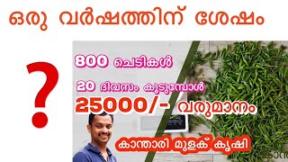 കാന്താരി മുളക് കൃഷി Kanthari mulaku krishi Birds eye chilli plant CultivationMulaku krishi kl06 [upl. by Irrot223]