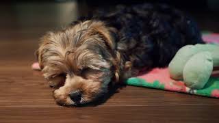 First Day Home  Yorkie Poo Puppy [upl. by Hanala763]