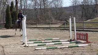 Lezioni Equitazione  Salto ostacoli tecnica equestre  Primo lavoro con un cavallo di 4 anni [upl. by Wolfe609]